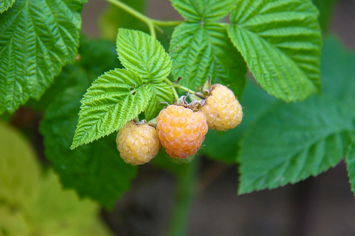 Yellow Raspberries