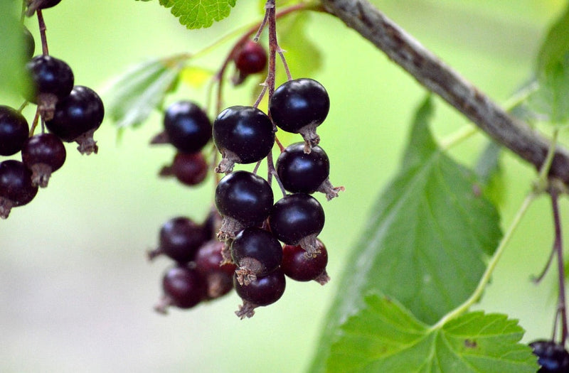 Native Shrubs