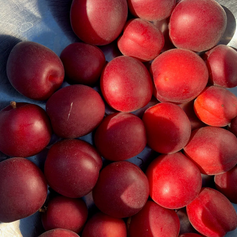 Plumcot Tree