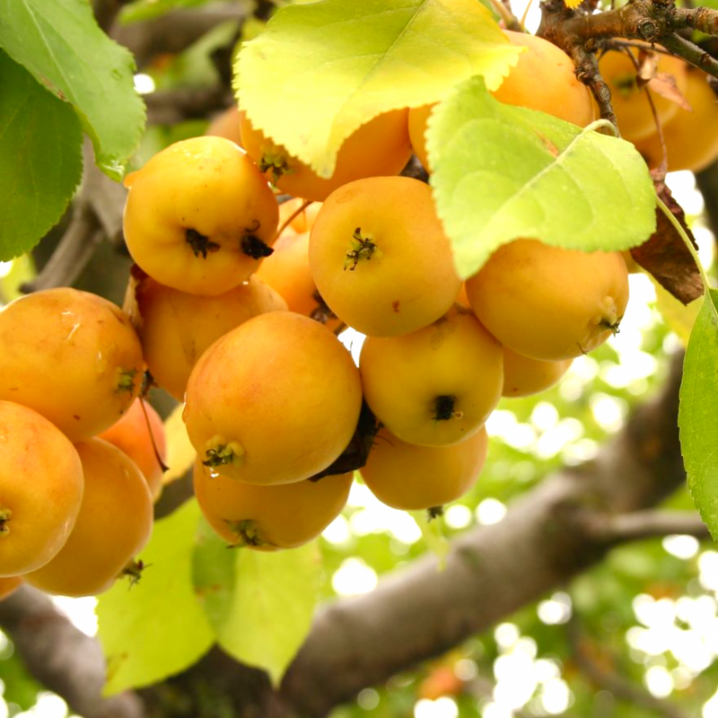 Crabapple Tree