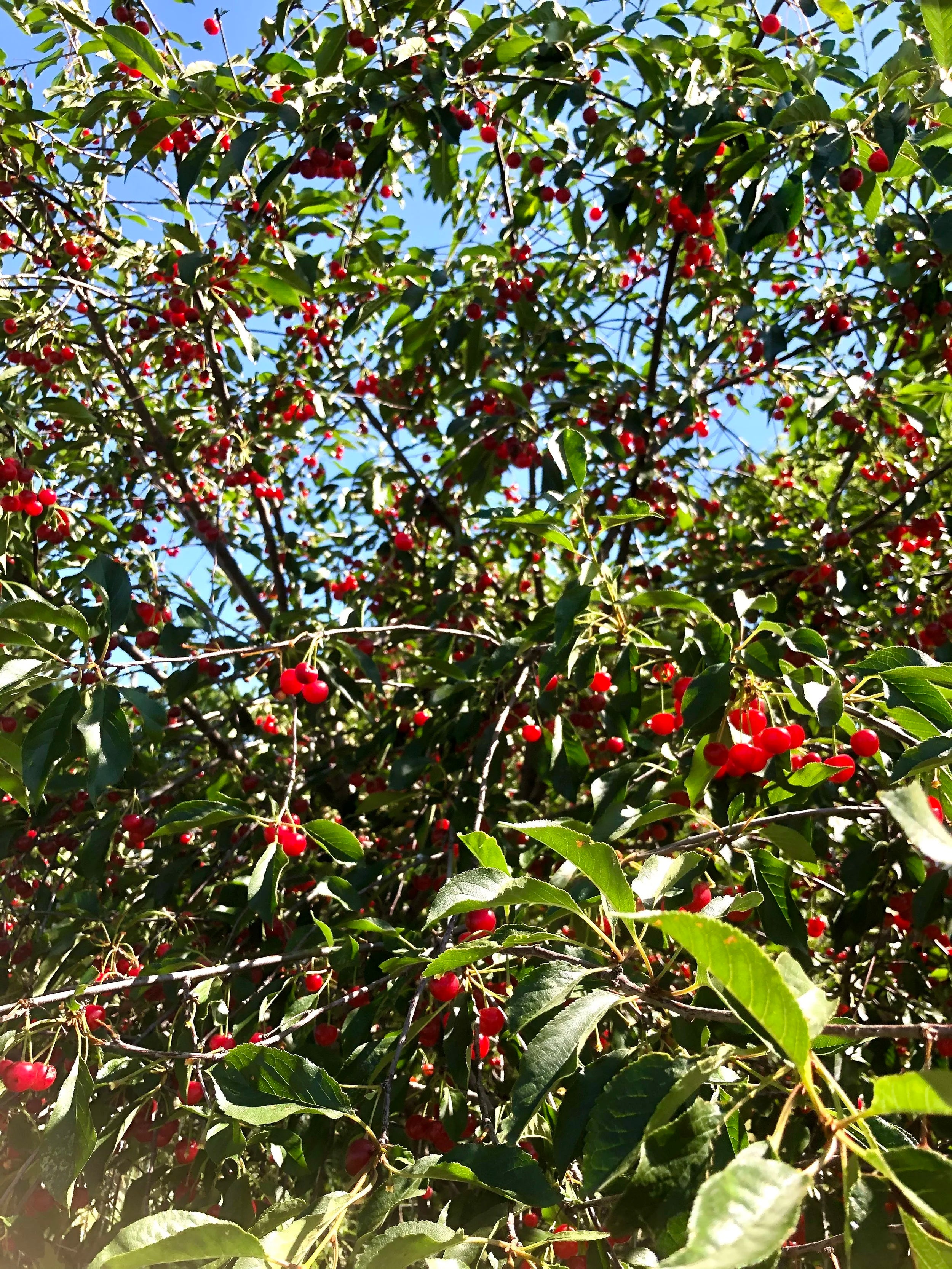 Montmorency Tart Cherry