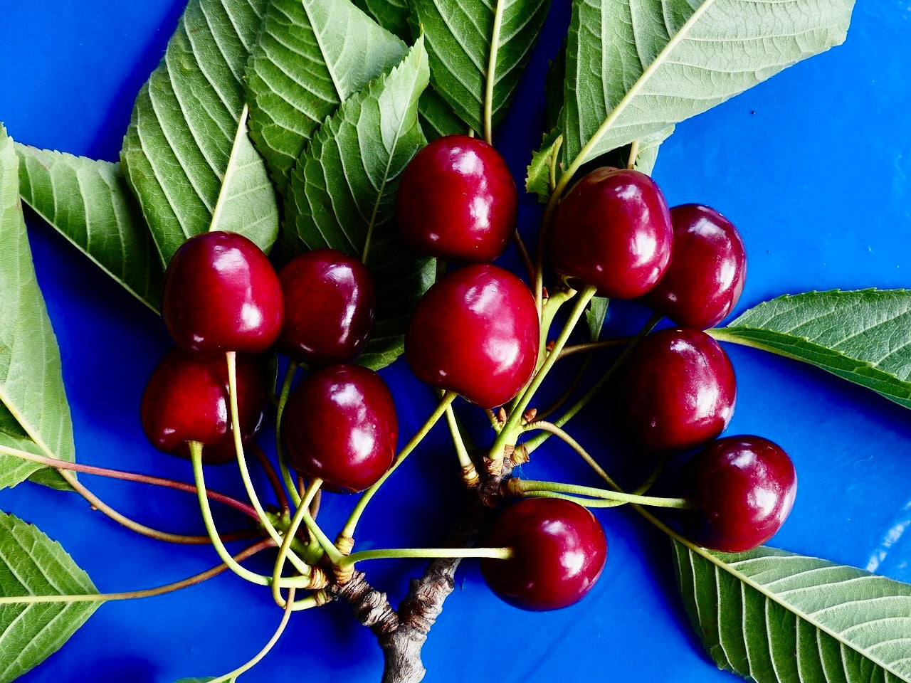 Bing Cherry – Montana Fruit Trees