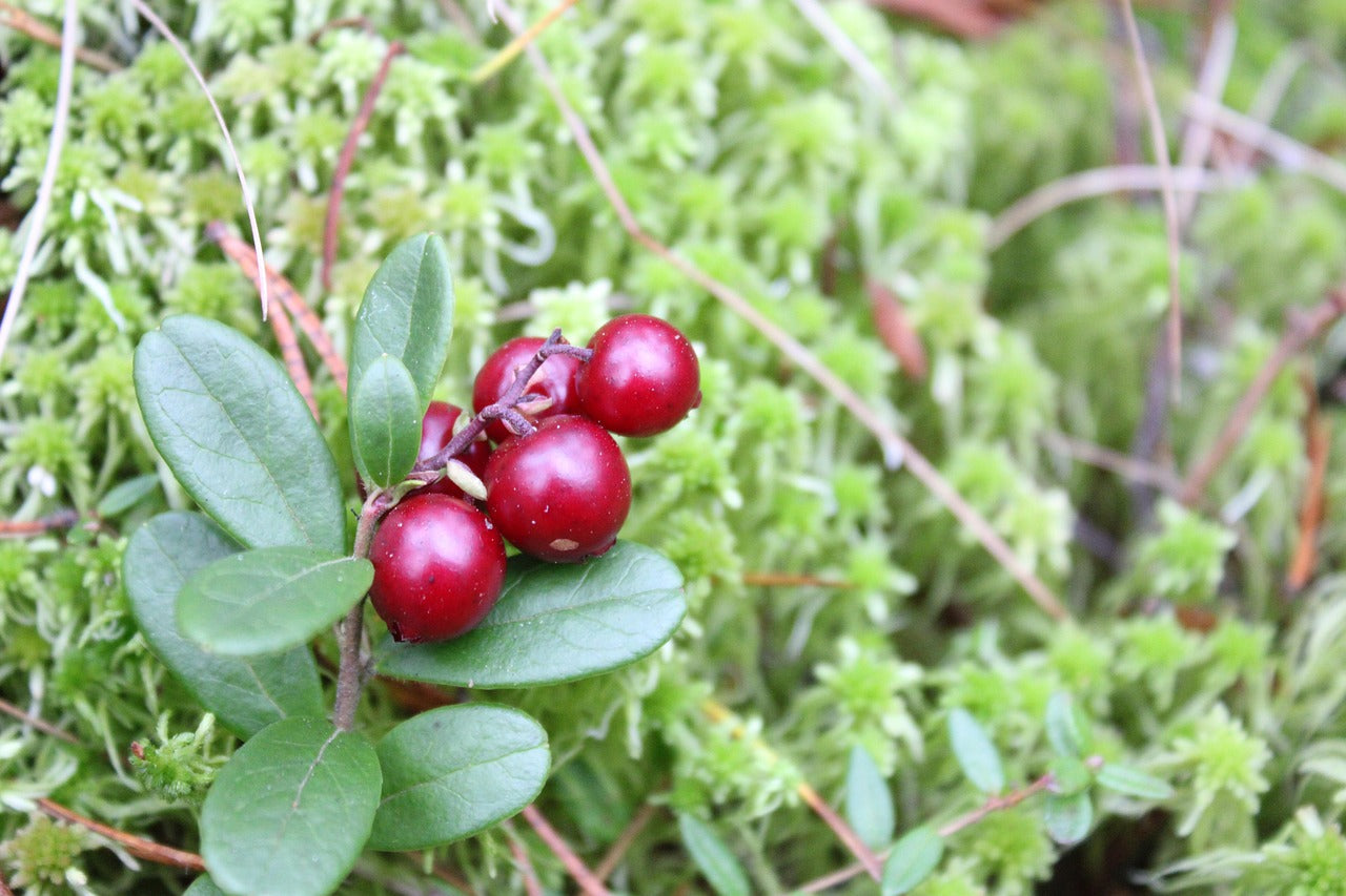 Cheropuggy Lingonberry