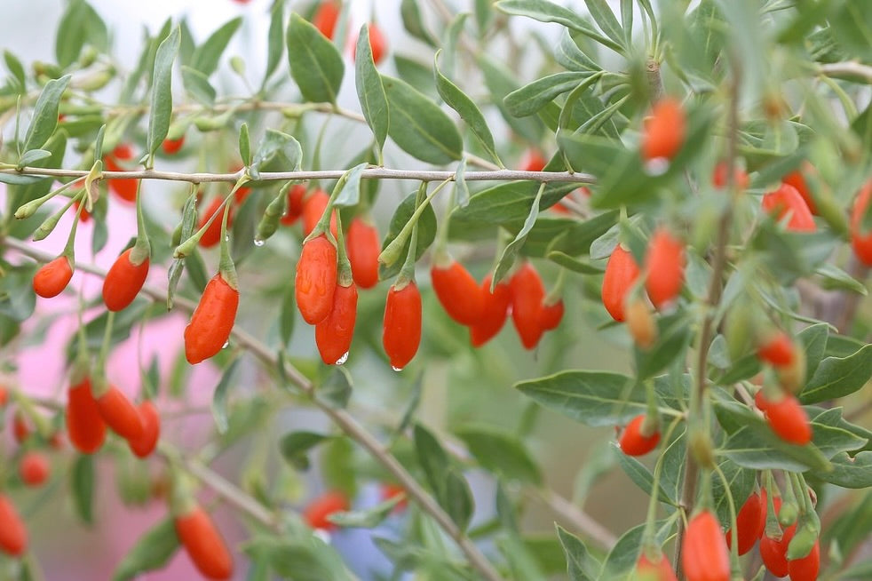 Goji Berry (Bundle of 3)