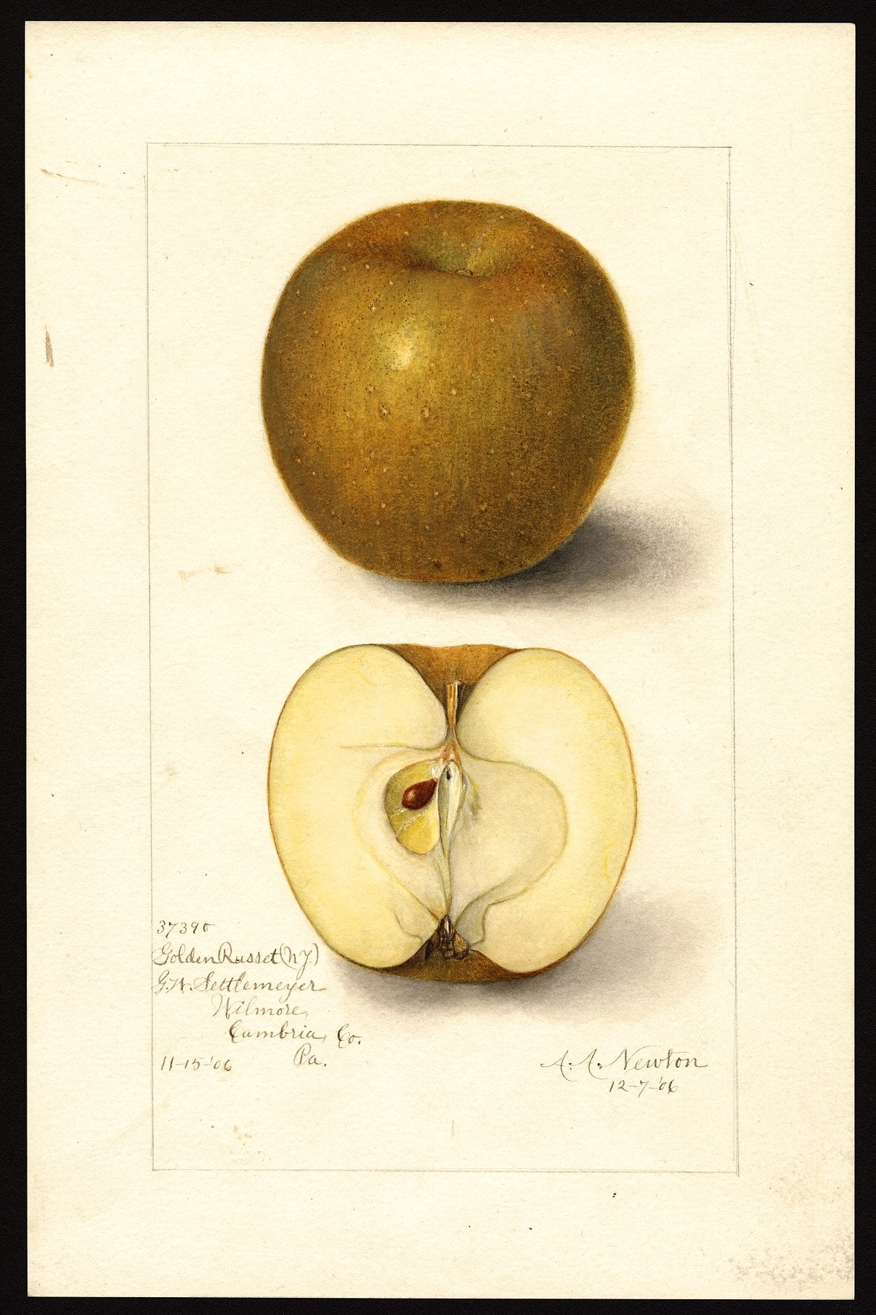 Golden Russet Apple