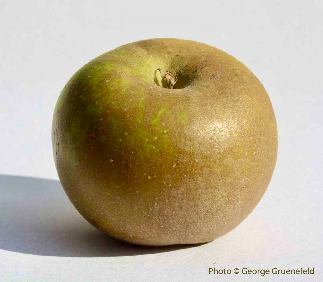 Golden Russet Apple