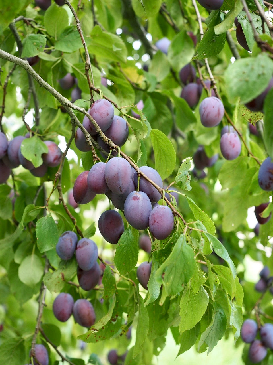 Italian Plum Seedling (Bundle of 2)