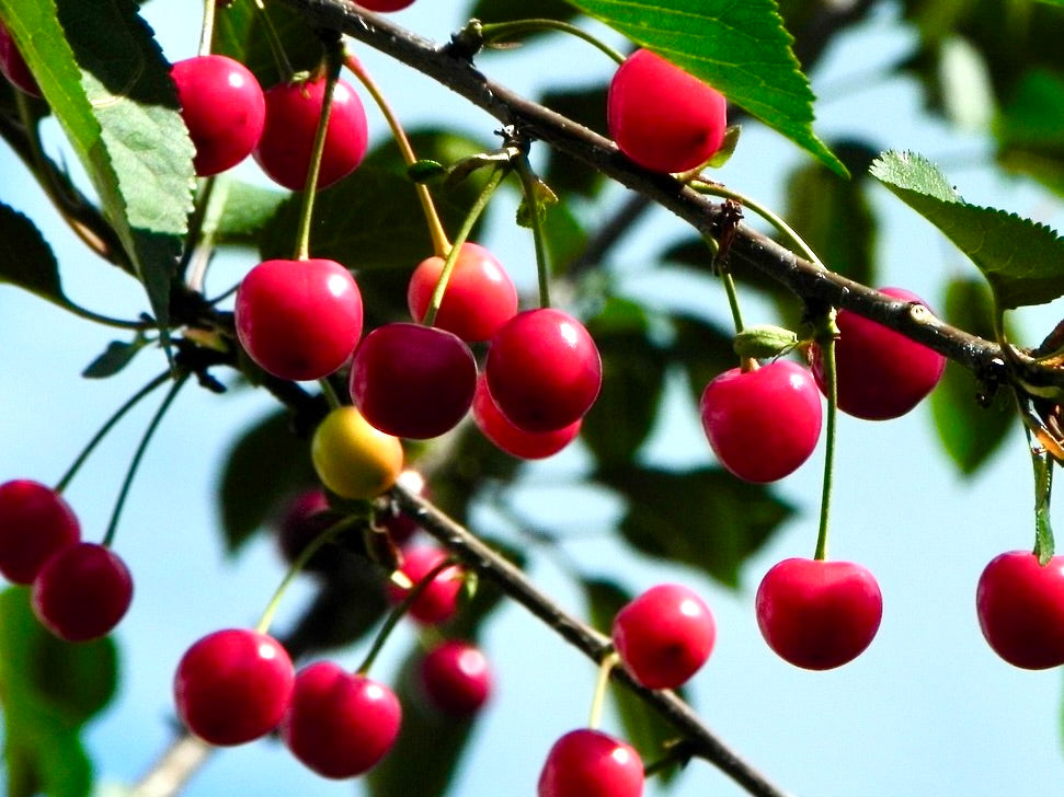 Juliet Dwarf Cherry (Bundle of 2)