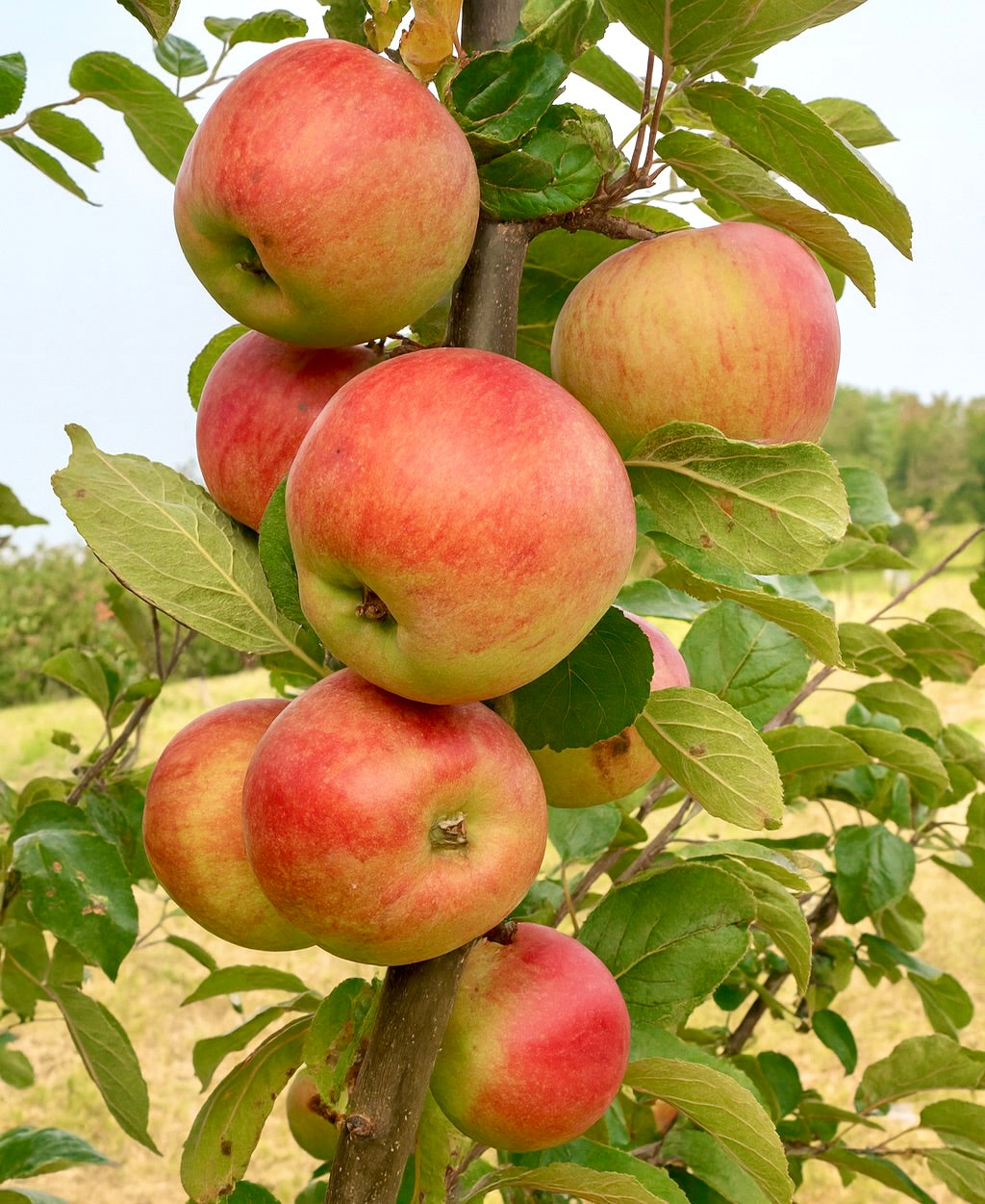 Laxton's Favorite Apple