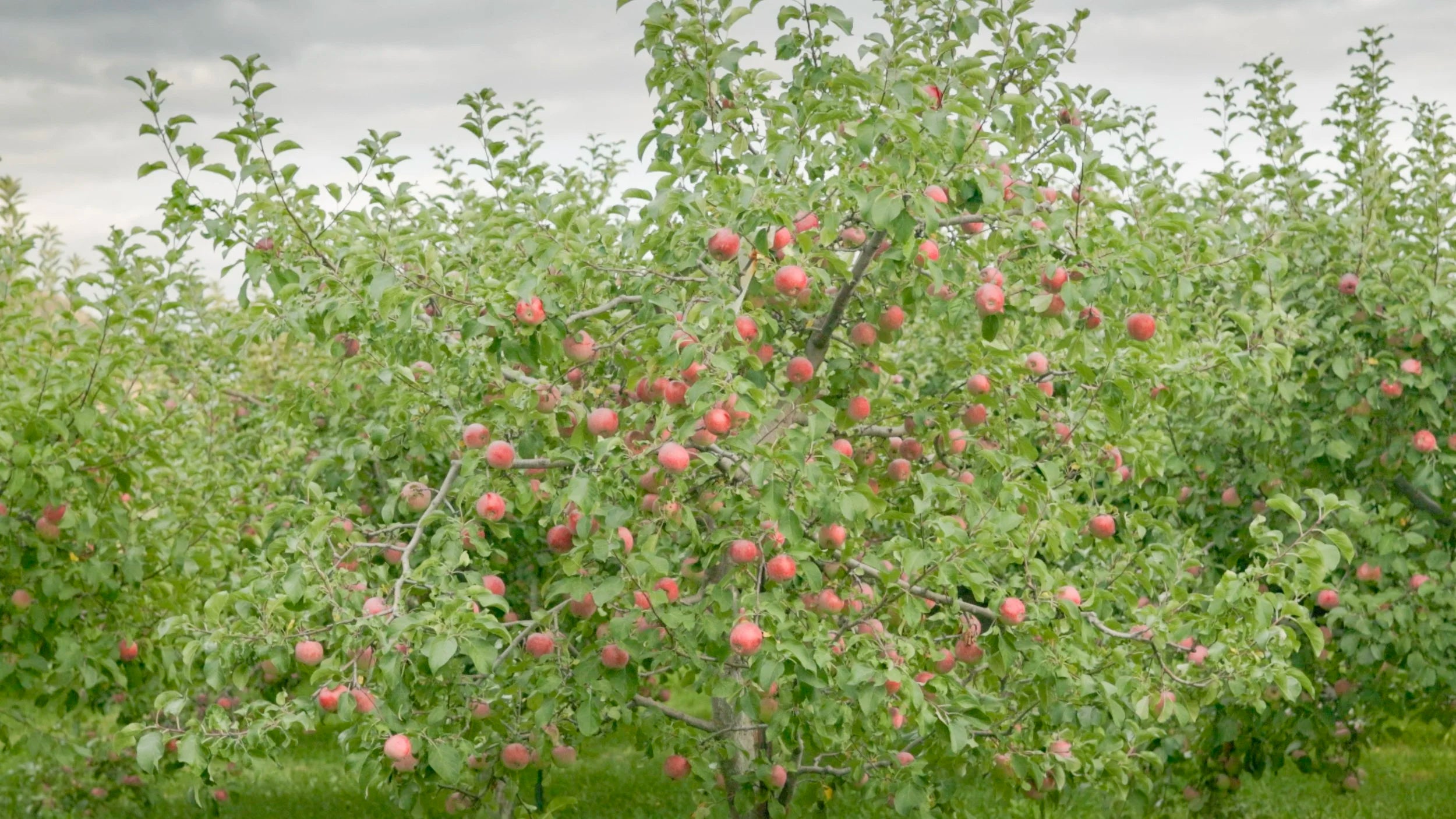 Liberty Apple