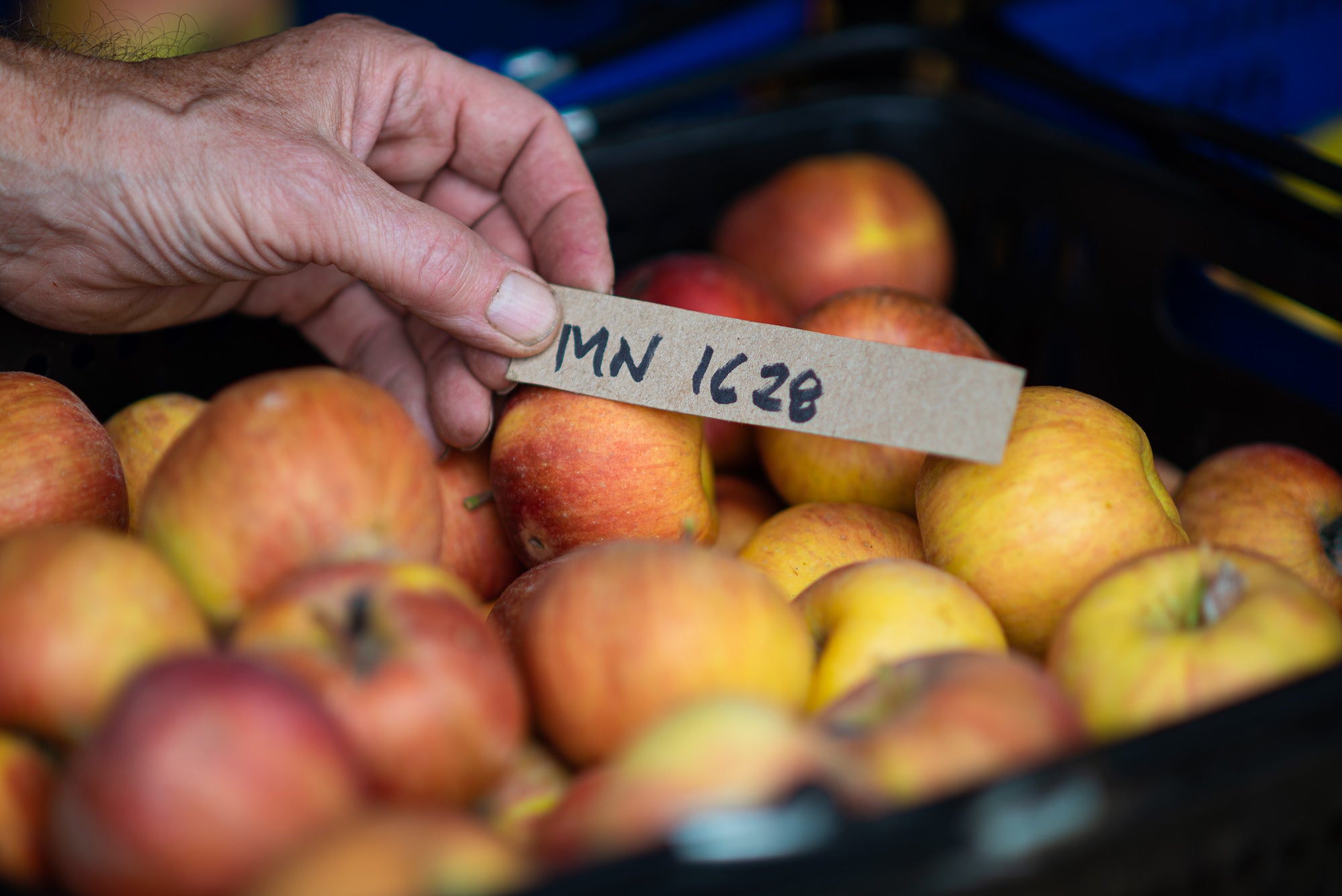 MN 1628 Apple – Montana Fruit Trees