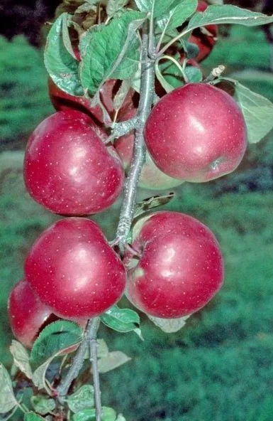 Northern Spy Apple