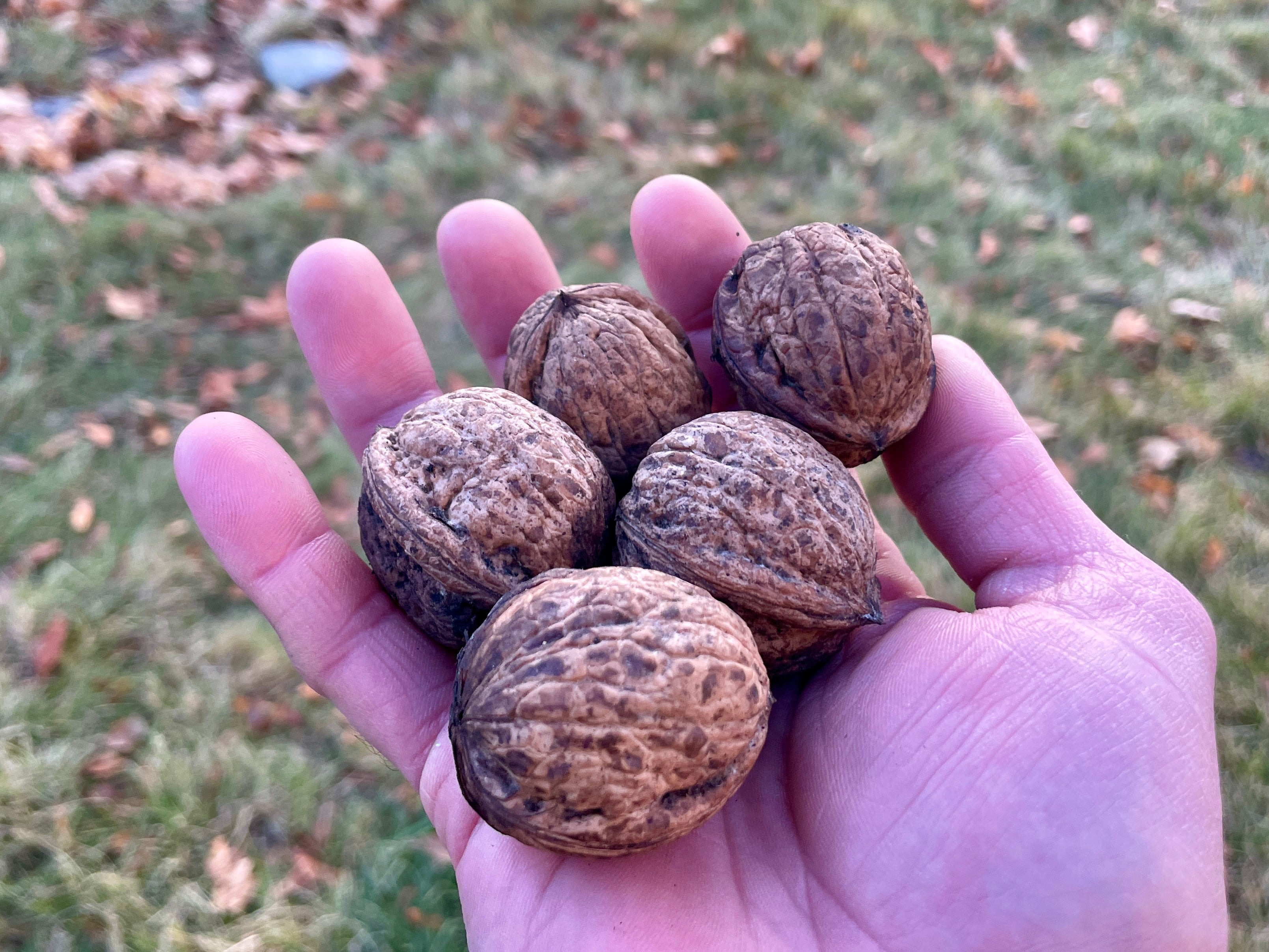 Purvis English Walnut Seedling (Bundle of 2)