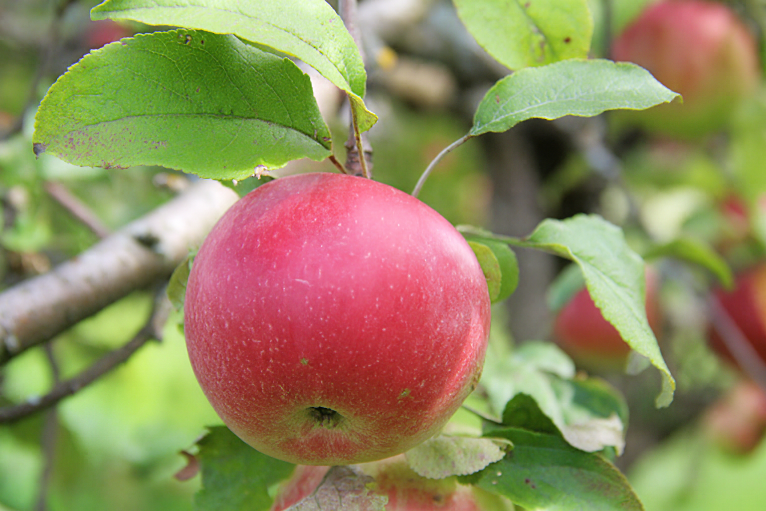 Red Wealthy Apple