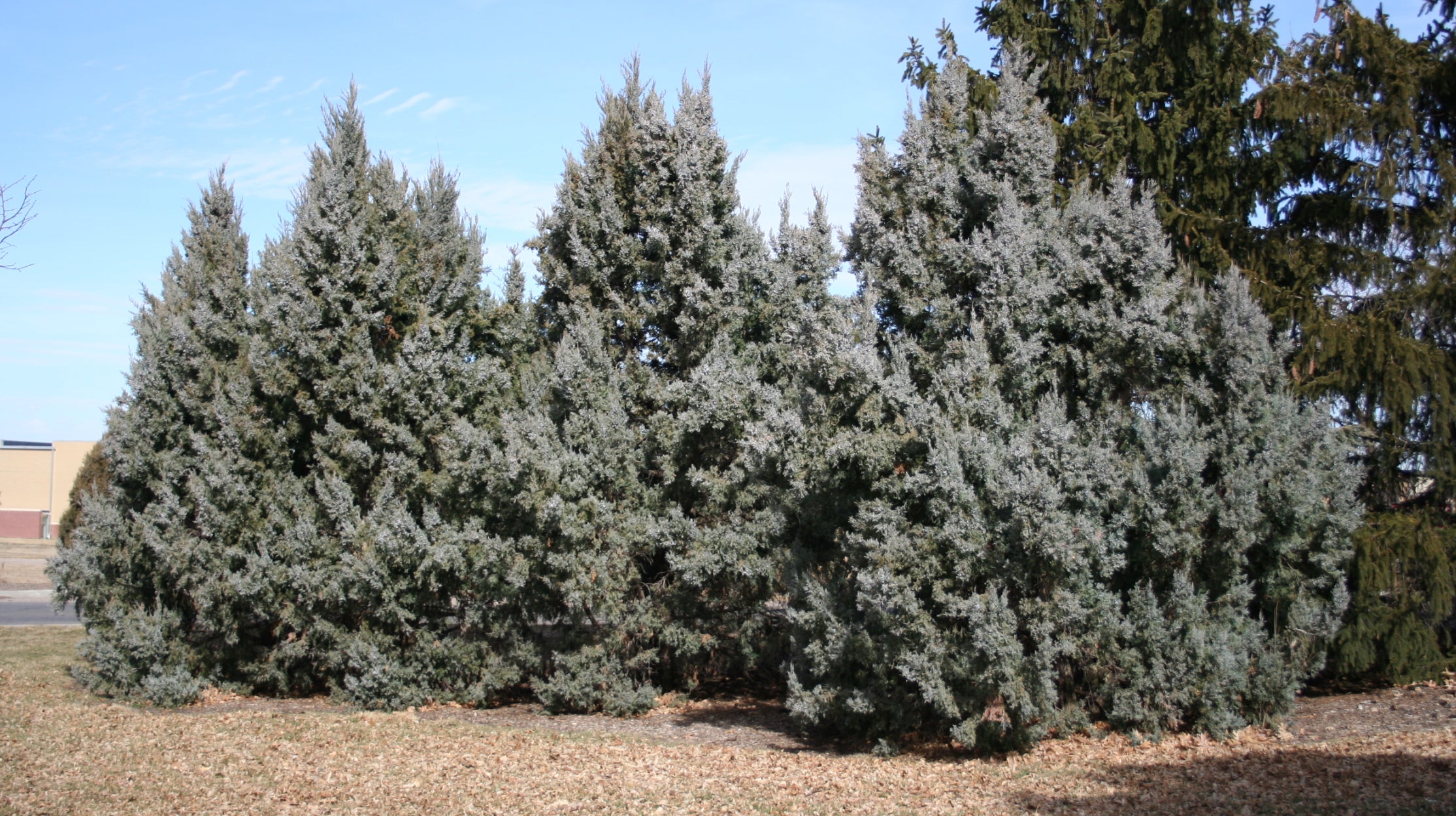 Rocky Mountain Juniper (Bundle of 3)