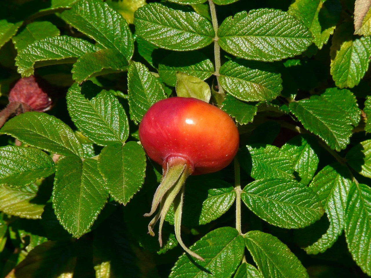 Rugose Rose (Bundle of 3)