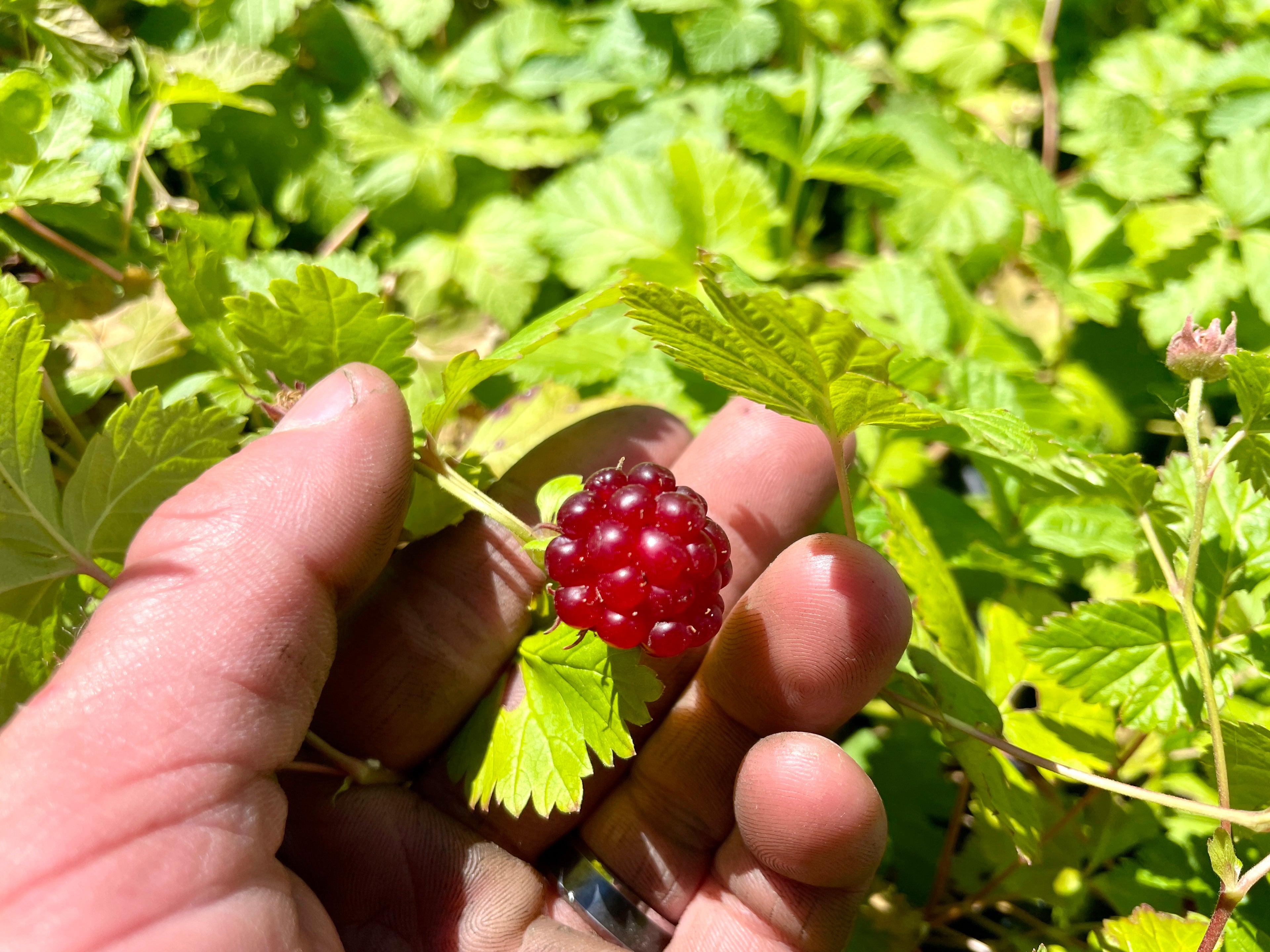 Sophia Groundcover Raspberry (Bundle of 2)