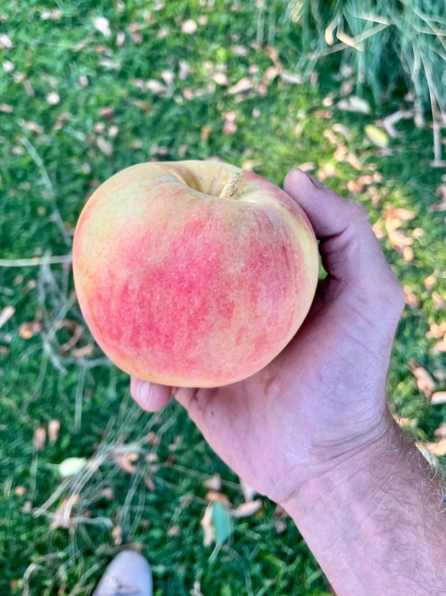 Tropical Winter Apple