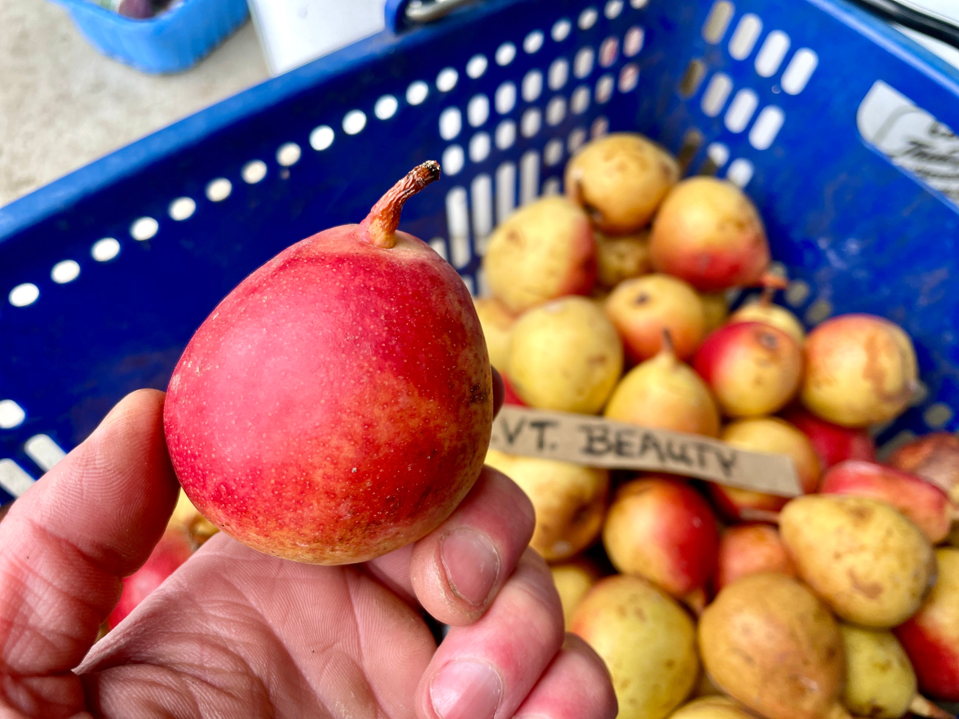 Vermont Beauty Pear Seedling (Bundle of 2)