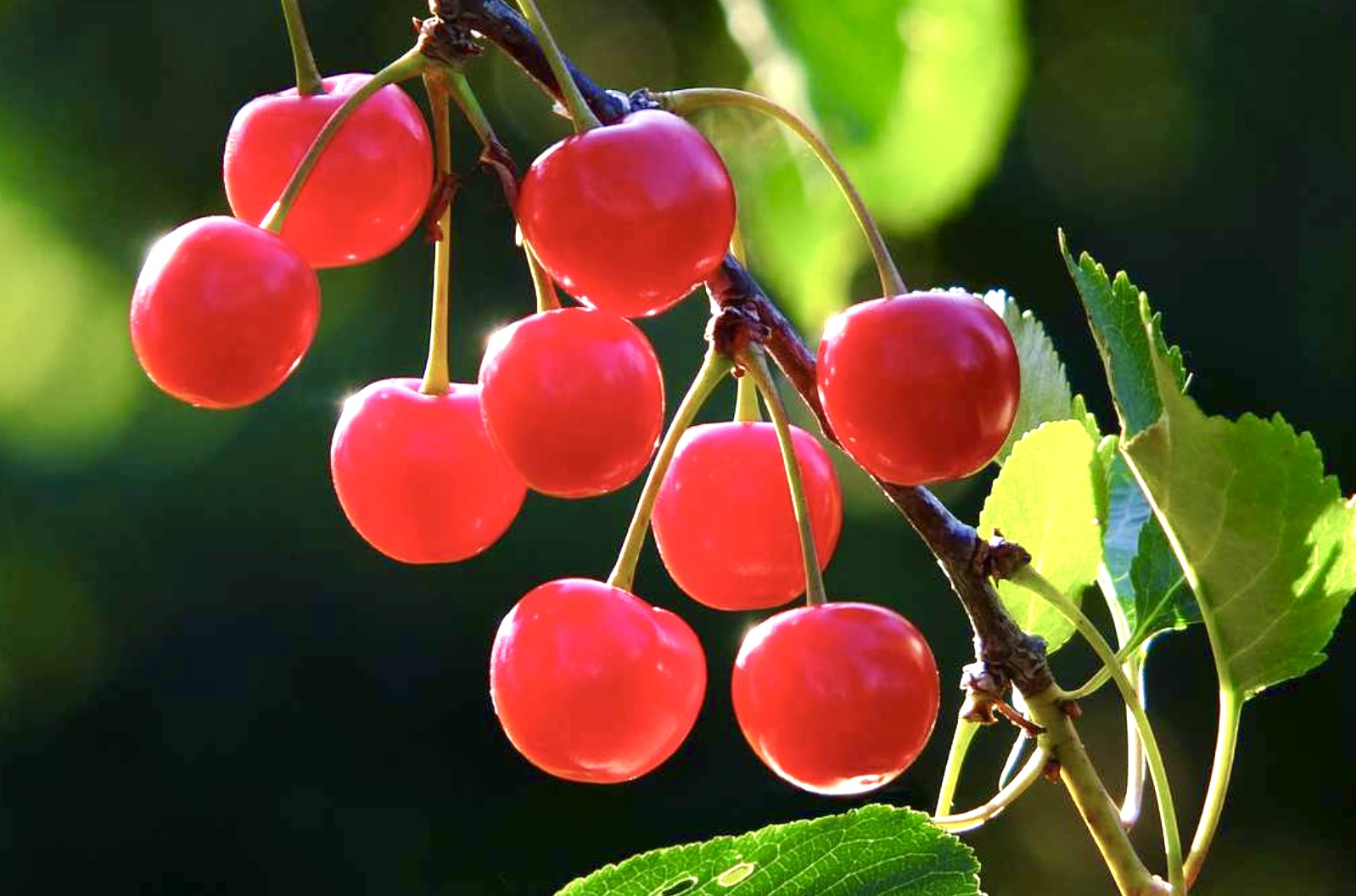 Wowza! Dwarf Cherry (Bundle of 2)