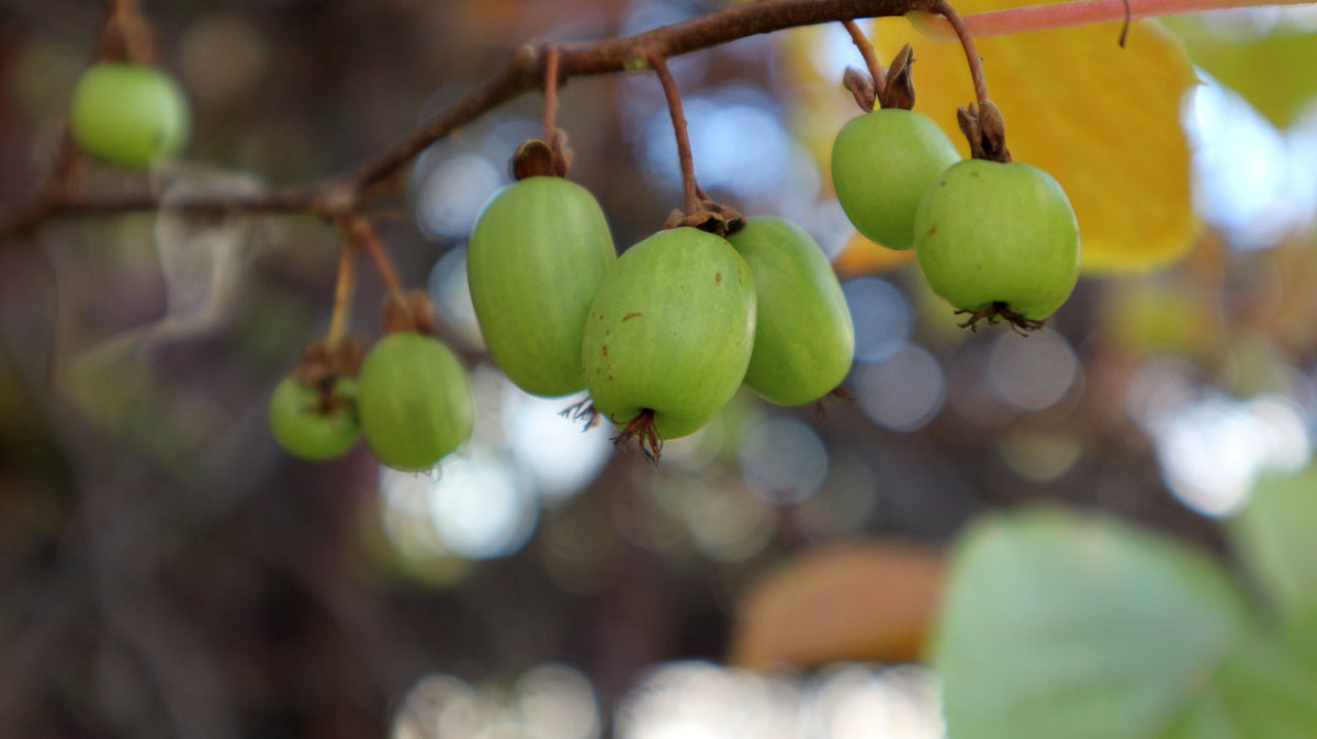 Kiwi Vine