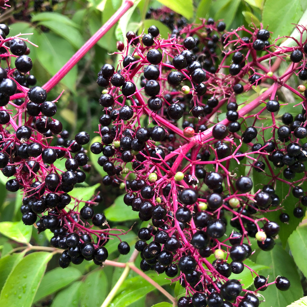 American Elderberry (Bundle of 3) | Spring 2027