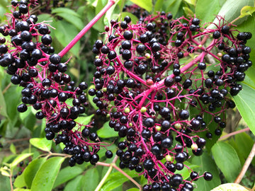Ripe American elderberries hanging in clusters on red stems