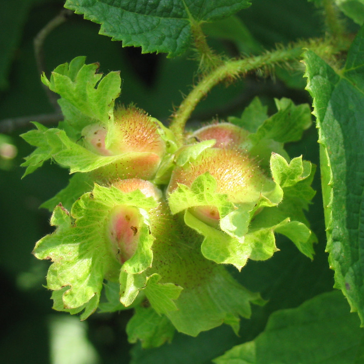 Hazelnut Tree