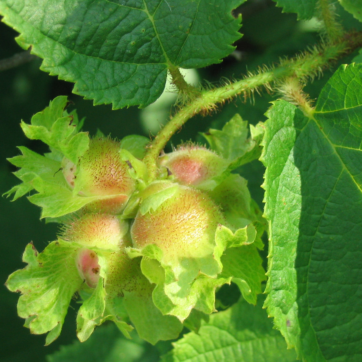 Cortland Hybrid Hazelnut Seedling (Bundle of 3) | Spring 2027