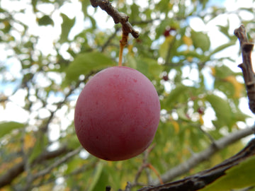 A ripe red American plum hanging on the branch