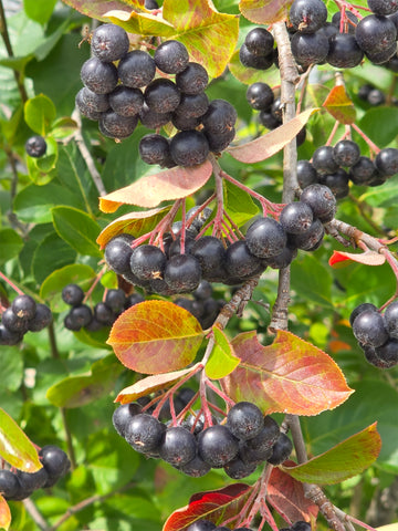 Clusters of ripe black aronia berries (Aronia melanocarpa) on the bush