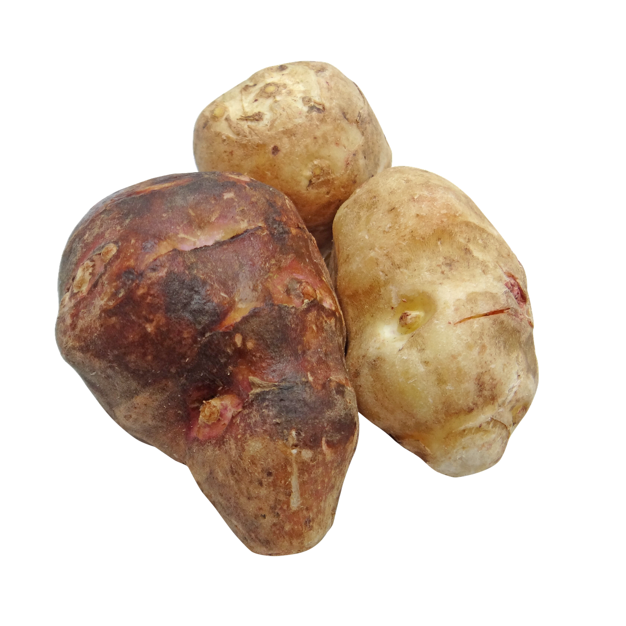 Jeruselam Artichoke (Bundle of 3)