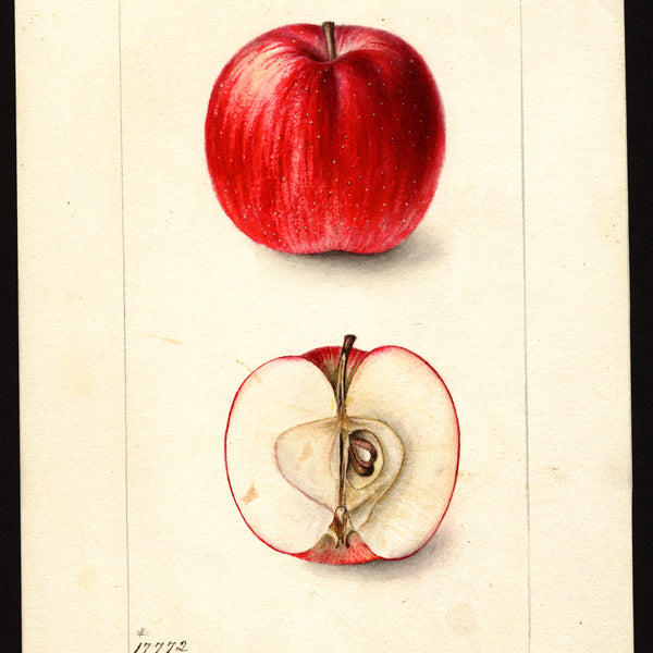 Historic USDA watercolor of the Late Strawberry (Autumn Strawberry) apple, whole and cut