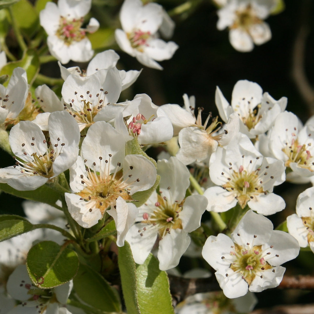 Pear Tree