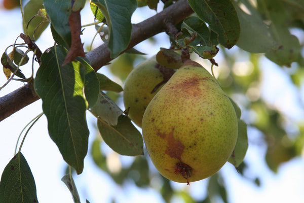 Beurré Giffard Pear (Spring 2027)