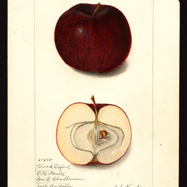 Historic USDA watercolor of the Black Oxford apple