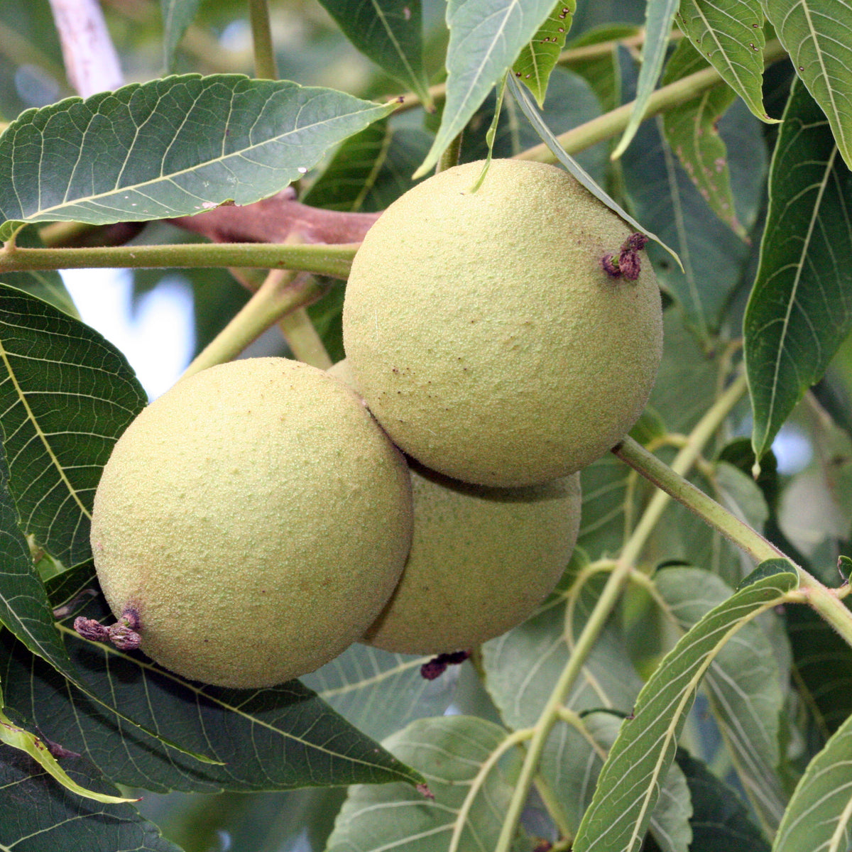 Walnut Tree