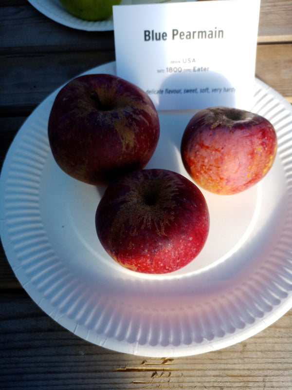 Blue Pearmain Apple (Spring 2027)