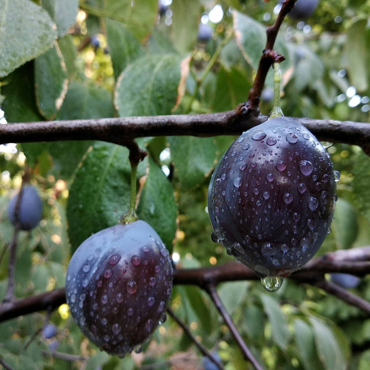 Kaga Plum (Spring 2027)