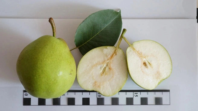 Bolshaya Pear (Spring 2027)
