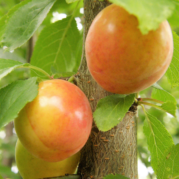 Representative photo of yellow plums on the tree, not Brookgold itself