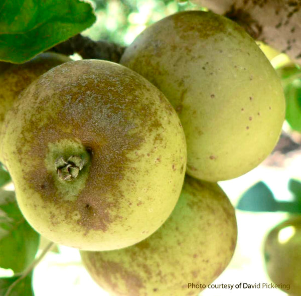 Brown Snout Apple (Spring 2027)