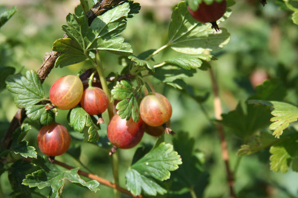 Captivator Gooseberry (Bundle of 2) | Spring 2027