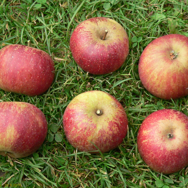 Ripe Cherry Cox apples freshly harvested