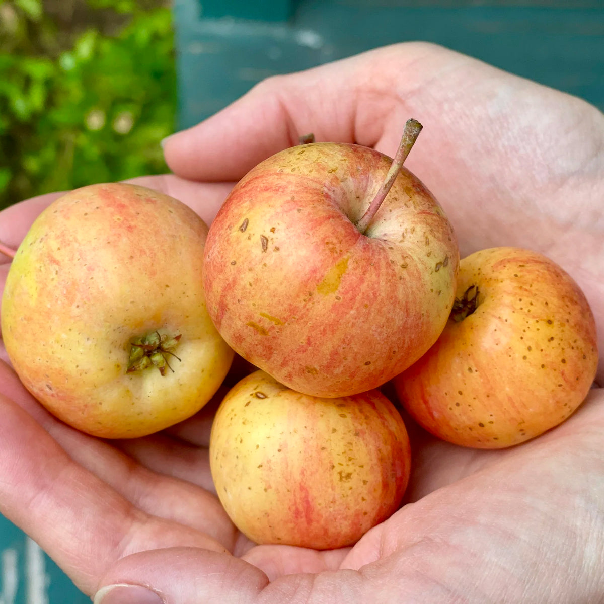 Chestnut Applecrab (Spring 2027)