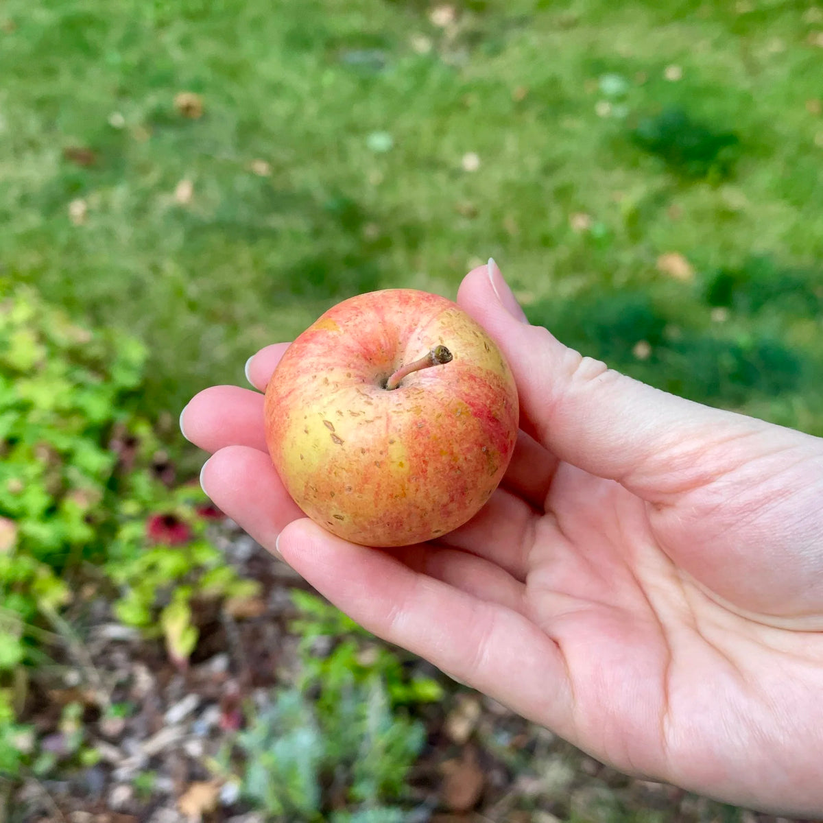 Applecrab Tree