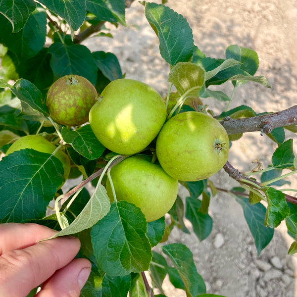 Clayton Berg apples on the tree, held in hand