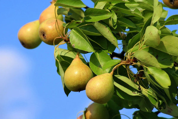Cold Snap® Pear (Spring 2027)