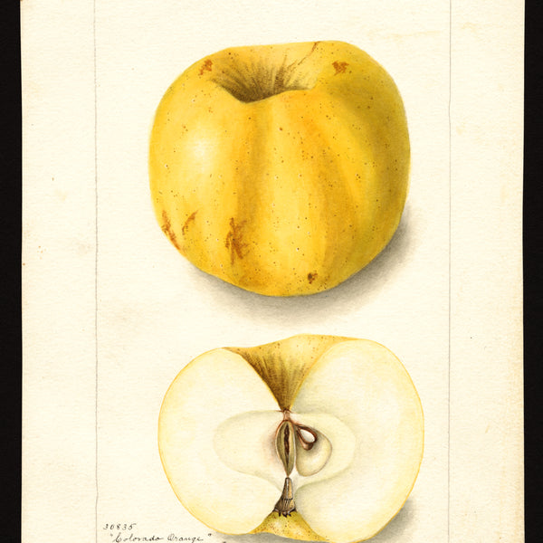 Historic USDA watercolor of the Colorado Orange apple, whole and cut