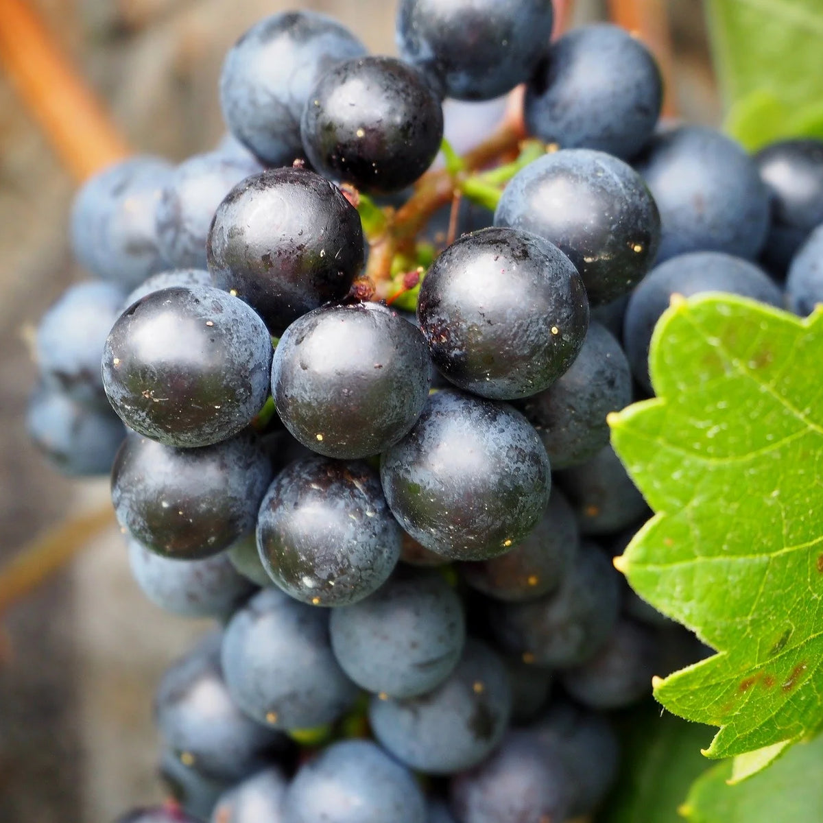 Concord Grape (Bundle of 2) | Spring 2027